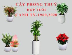 Tuổi Canh Tý hợp cây gì, trồng cây gì theo phong thuỷ?