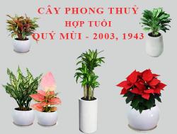 Tuổi Quý Mùi hợp cây gì, trồng cây gì theo phong thuỷ?