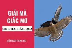 Giải mã giấc mơ: Nằm mơ thấy diều hâu, quạ điềm báo gì, lành hay dữ? con số liên quan