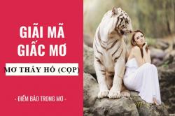 Giải mã giấc mơ: Nằm mơ thấy hổ (cọp) điềm báo gì, lành hay dữ? con số liên quan