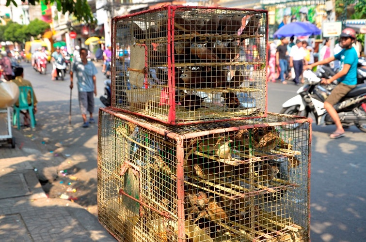 8 sai lầm cần tránh khi phóng sinh mùa Vu Lan