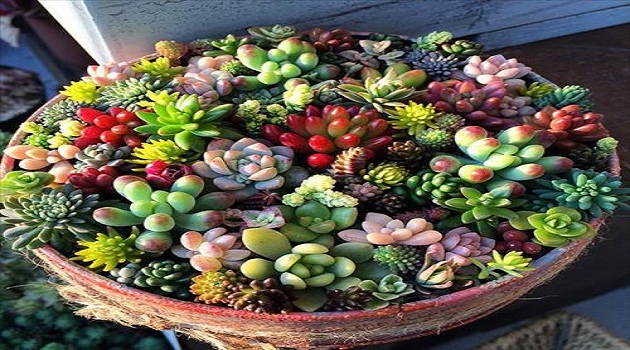 Người tuổi Mùi nên trồng cây gì cho hợp phong thủy, hợp mệnh?