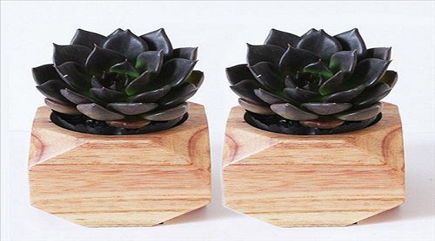Người tuổi Sửu nên trồng cây gì cho hợp phong thủy?