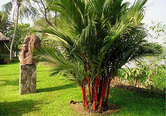 7 loại cây cảnh trồng trước cửa nhà giúp tài vận lên cao, gia chủ yên tâm hưởng phúc