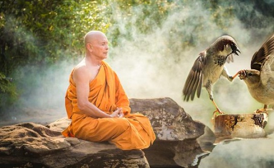 Vị thiền sư khổ tu suốt 49 năm, công quả đổ sông đổ biển chỉ vì đôi chim sẻ