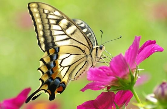 Bướm đen bay vào nhà là điềm lành hay điềm dữ?