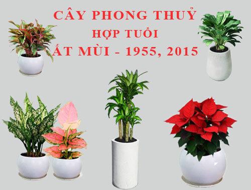 Tuổi Ất Mùi hợp cây gì, trồng cây gì theo phong thuỷ?