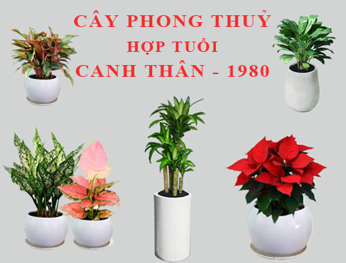 Tuổi Canh Thân hợp cây gì, trồng cây gì theo phong thuỷ?