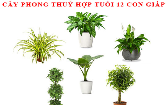 Cây phong thuỷ hợp tuổi của 12 con giáp để luôn phát tài