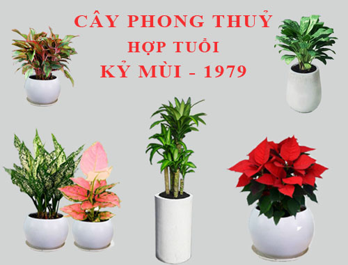 Tuổi Kỷ Mùi hợp cây gì, trồng cây gì theo phong thuỷ?