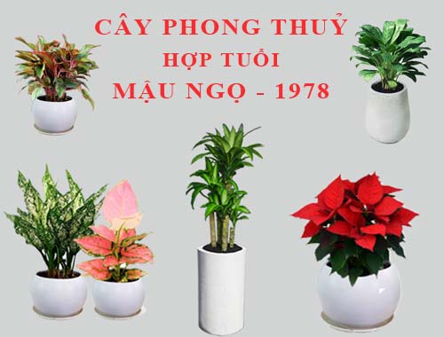 Tuổi Mậu Ngọ hợp cây gì, trồng cây gì theo phong thuỷ?