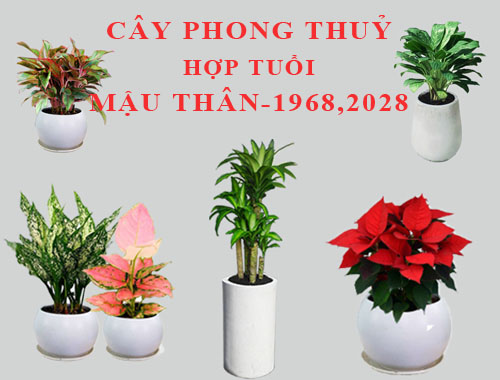 Tuổi Mậu Thân hợp cây gì, trồng cây gì theo phong thuỷ?