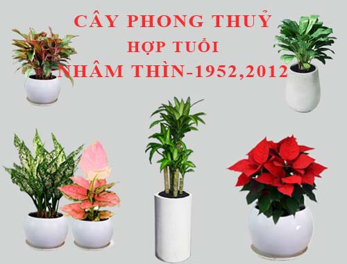 Tuổi Nhâm Thìn hợp cây gì, trồng cây gì theo phong thuỷ?