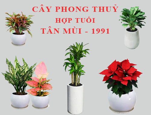 Tuổi Tân Mùi hợp cây gì, trồng cây gì theo phong thuỷ?