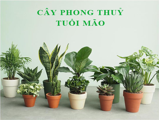 Tuổi Mão hợp với cây gì theo phong thuỷ