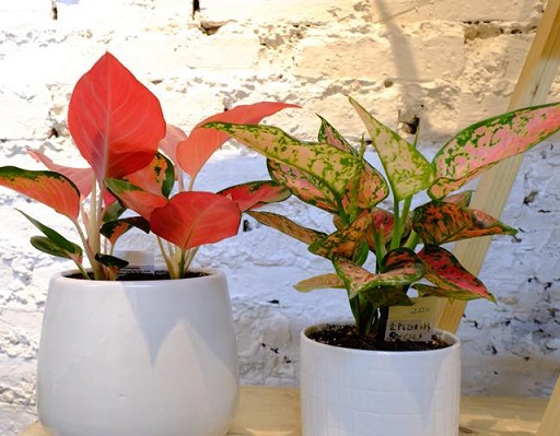 4 loại cây đặt lên bàn thờ sự nghiệp hanh thông, vượng khí phất lên