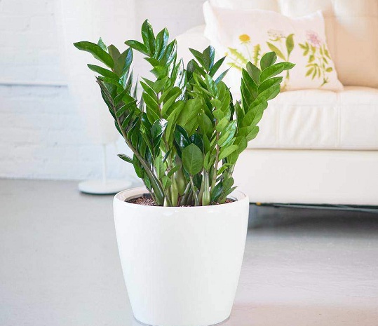 Chuyên gia phong thủy chỉ đích danh 12 loại cây mang lại may mắn cho 12 con giáp trong dịp Tết Kỷ Hợi này năm 2019