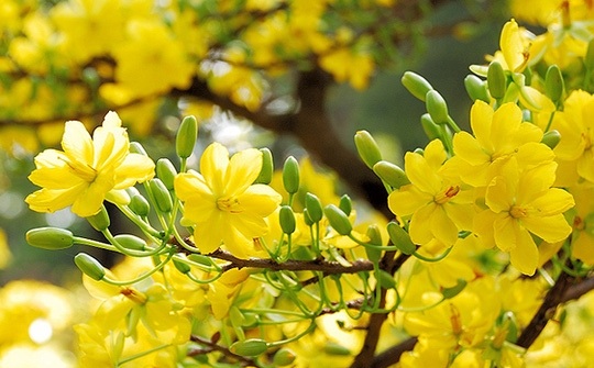 Những dấu hiệu cho thấy bạn sẽ gặp may mắn và điềm lành trong năm mới