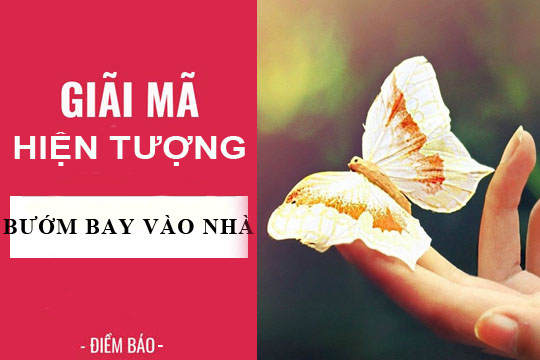 Giải mã hiện tượng: Bướm bay vào nhà điềm báo tốt xấu gì?