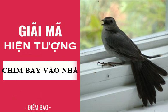 Giải mã hiện tượng: Chim bay vào nhà điềm báo tốt xấu gì?