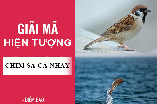 Giải mã hiện tượng: Chim sa cá nhảy điềm báo cát hung gì?