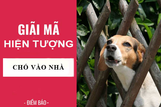 Giải mã hiện tượng: chó chạy vào nhà điềm báo gì? lành hay dữ?