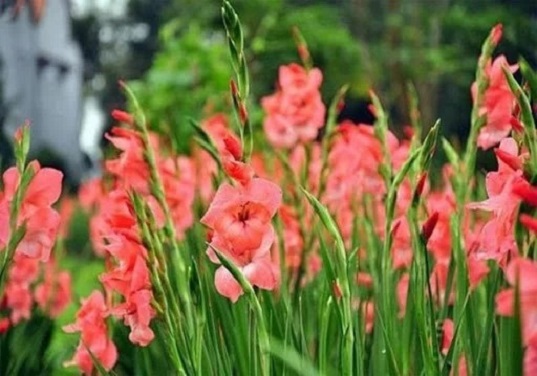 Loài hoa nào đang tượng trưng cho vận mệnh của bạn?