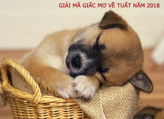 Xuân Mậu Tuất mạn bàn về tín ngưỡng dân gian và giải mã giấc mơ về Chó