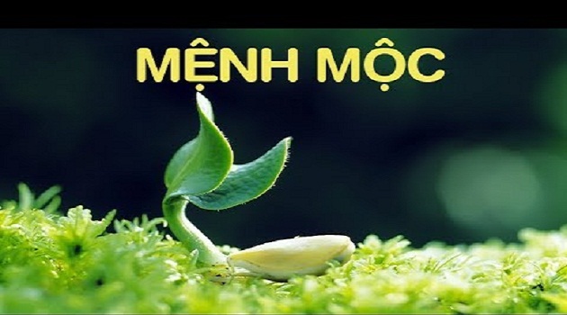 Người mệnh Mộc hợp với màu gì nhất và nên kiêng kỵ màu nào?