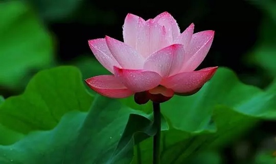 Trẻ sinh vào 5 ngày Âm lịch hiếu thảo tài năng, cha mẹ tự hào