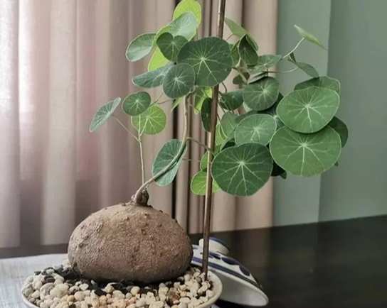 Những loại cây dây leo vừa dễ sống vừa mang ý nghĩa hút tài lộc, phú quý