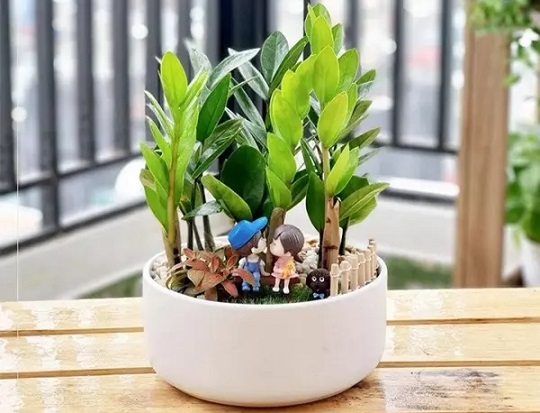 Cây kim tiền hợp với người mệnh nào nhất? Trồng đúng cách tài lộc chỉ có vào mà không ra