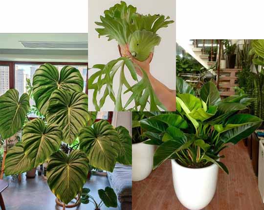Những loại cây được ví như 