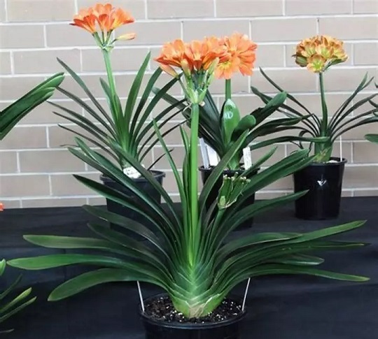Top 10 loại cây phong thủy tốt cho người mệnh Thổ