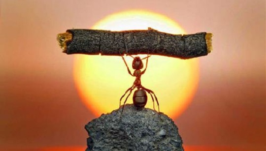 Những cung Hoàng đạo cần cù bù thông minh, nỗ lực hết mình ắt sẽ thành công