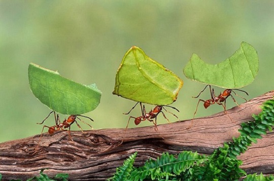 Những cung Hoàng đạo mệnh danh là 