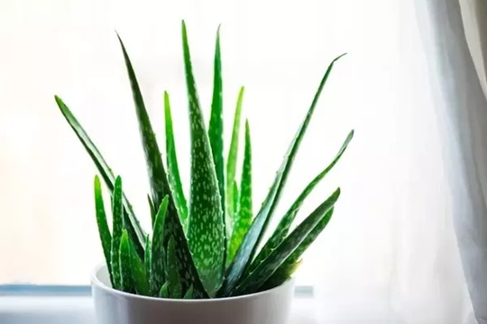 Một số loại cây giúp giảm căng thẳng ở văn phòng