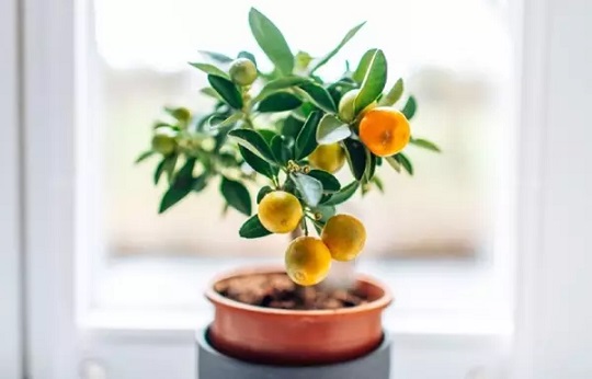 Những vị trí trong nhà không nên trồng cây cảnh