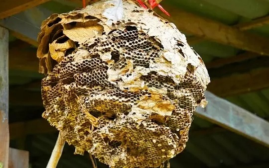 Giải mã hiện tượng: Ong làm tổ trong nhà có điềm gì, là điều tốt hay xấu?