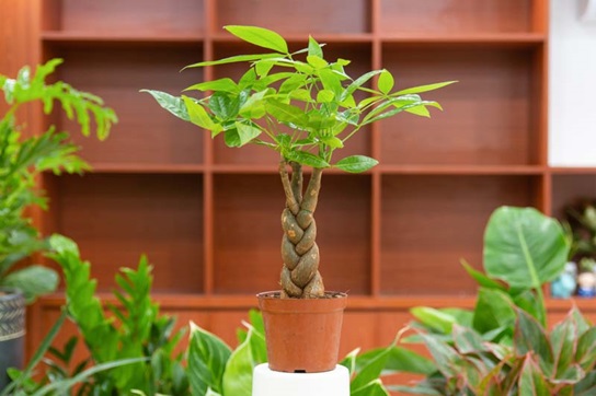 Phong thuỷ: Cây Kim Ngân hợp với tuổi nào, mệnh gì?