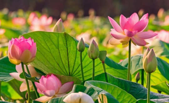 Tiều đàm về chữ Thiện và câu chuyện về hành thiện