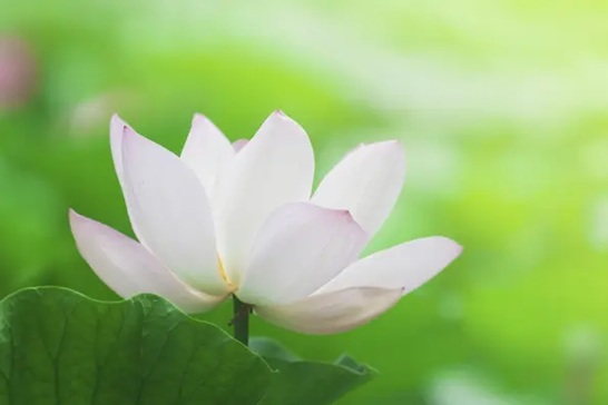 Đến tháng 7, bốn con giáp sẽ có vận may tài chính suôn sẻ, cơ hội dồi dào và cuộc sống thú vị hơn