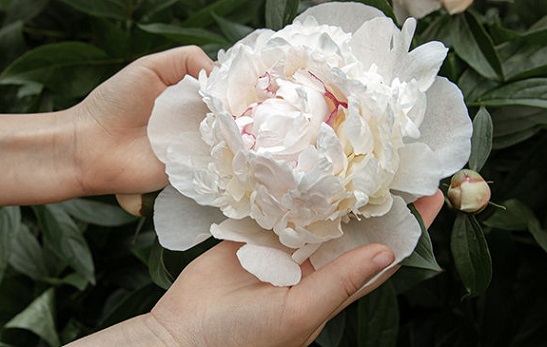 Vẻ đẹp cao sang là bắt nguồn từ tâm hồn thuần khiết, an nhiên, tự tại